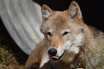 Wolf in A Conservation Centre 2
