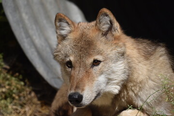 Naklejka na ściany i meble Wolf in A Conservation Centre 1