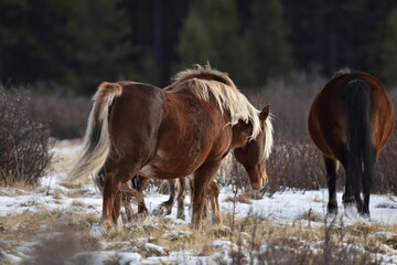 Rocky Mountain Wild Stallion Trotting