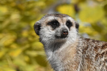 Fall Portrait of a Meerkat