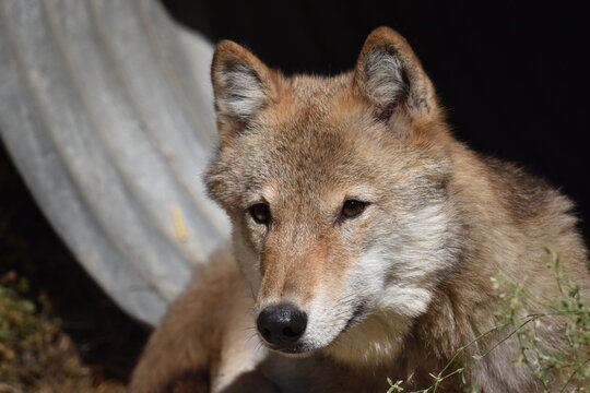Wolf in A Conservation Centre 3