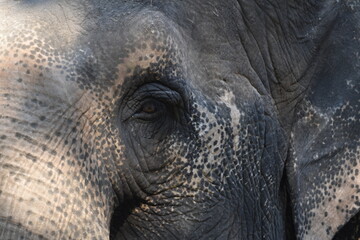 Close-up of Lucy the Elephant