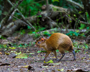 Central American agouti, Dasyprocta punctata, in Honduras