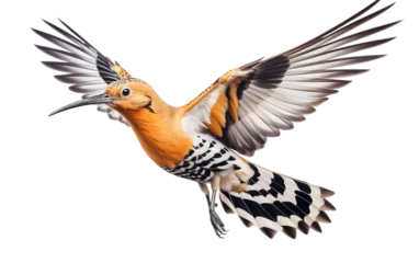 Fotobehang Enchanting Hoopoe's Aerial Ballet in Natural Splendor Isolated on Transparent Background PNG. © Jack