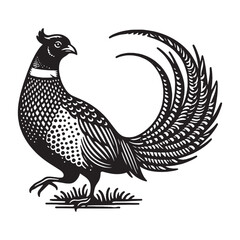 Pheasant bird. Vitange engraving. Vector illustration, cut out objects - obrazy, fototapety, plakaty