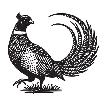 recommend clip art: Pheasant bird. Vitange engraving. Vector illustration, cut out objects
