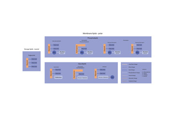 Diagram showing classification of lipids - storage lipids, membrane lipids - phospholipid, glycolipid, sulfolipid, etc, including chemical linkages Orange and purple scientific vector illustration.