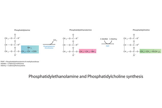Schematic molecular diagram of Phosphatidylethanolamine and Phosphatidylcholine synthesis from PS via PS decarboxylase and PEMT.  Scientific vector illustration.