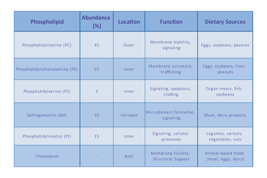 Table showing Phospholipids types, membrane abundance, location, function and dietary sources - including PC, PE, PS, SM, PI. Blue scientific vector illustration.