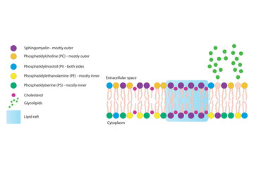 Diagrams showing schematic structure of cytoplasmatic membrane, including phospholipids (PE, PC, PS, sphingomyelin) glycolipids, cholesterol, lipid raft. Colorful scientific vector illustration.