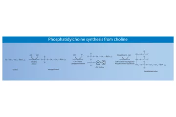 Fotobehang Schematic molecular diagram of Phosphatidylchoine synthesis from choline via choline kinase, CTP choline cytidylyl transferase and CDP-choline DAG PC transferase  Scientific vector illustration. © Basstock