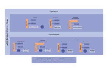 Diagram showing classification of lipids - storage lipids, membrane lipids - phospholipid, glycolipid, sulfolipid, etc, including chemical linkages Orange and purple scientific vector illustration.