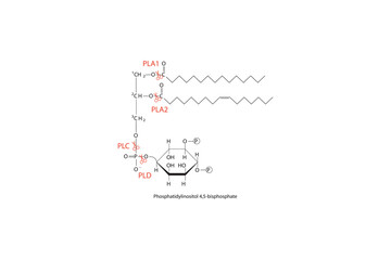 Diagram showing cleavage sites of phospholipases - PLA1, PLA2, PLC, PLD - molecular structure of Phosphatidylinositol 4,5-bisphosphate  Scientific vector illustration. - obrazy, fototapety, plakaty