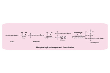 Schematic molecular diagram of Phosphatidylchoine synthesis from choline via choline kinase, CTP choline cytidylyl transferase and CDP-choline DAG PC transferase  Scientific vector illustration.
