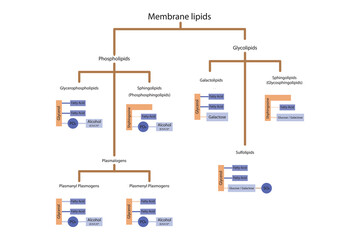 Diagram showing classification of lipids - storage lipids, membrane lipids - phospholipid, glycolipid, sulfolipid and more. Orange and purple scientific vector illustration.