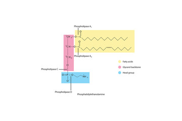 Diagram showing cleavage sites of phospholipases - PLA1, PLA2, PLC, PLD - molecular structure of Phosphatidylethanolamine  Scientific vector illustration.