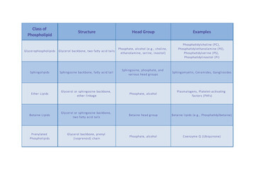Table showing Phospholipids structure, head groups and exapmles of each type  - including Glycerophospholipid, sphingolipid, ether lipid and more Blue scientific vector illustration.