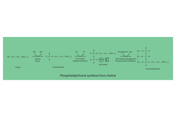 Schematic molecular diagram of Phosphatidylchoine synthesis from choline via choline kinase, CTP choline cytidylyl transferase and CDP-choline DAG PC transferase  Scientific vector illustration.