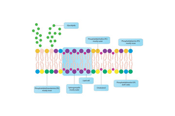 Diagrams showing schematic structure of cytoplasmatic membrane, including phospholipids (PE, PC, PS, sphingomyelin) glycolipids, cholesterol, lipid raft. Colorful scientific vector illustration.