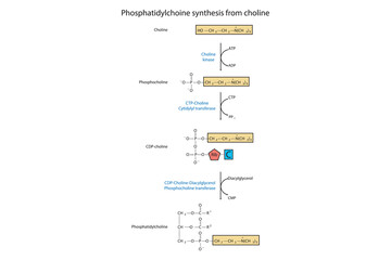 Schematic molecular diagram of Phosphatidylchoine synthesis from choline via choline kinase, CTP choline cytidylyl transferase and CDP-choline DAG PC transferase  Scientific vector illustration.