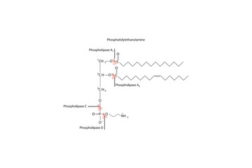 Diagram showing cleavage sites of phospholipases - PLA1, PLA2, PLC, PLD - molecular structure of Phosphatidylethanolamine  Scientific vector illustration.