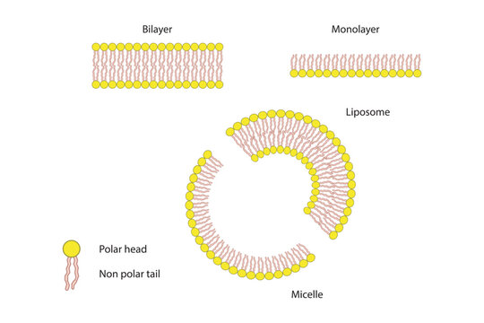 Diagram showing phospholipid structures - Liposome, micelle, monolayer and bilayer - non polar tails and polar heads. Purple scientific vector illustration.