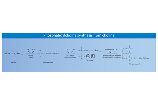 Schematic molecular diagram of Phosphatidylchoine synthesis from choline via choline kinase, CTP choline cytidylyl transferase and CDP-choline DAG PC transferase  Scientific vector illustration.