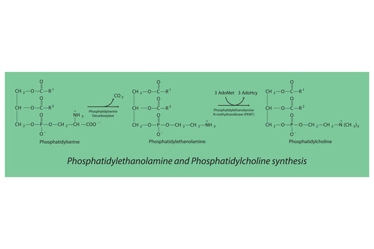 Schematic molecular diagram of Phosphatidylethanolamine and Phosphatidylcholine synthesis from PS via PS decarboxylase and PEMT.  Scientific vector illustration.