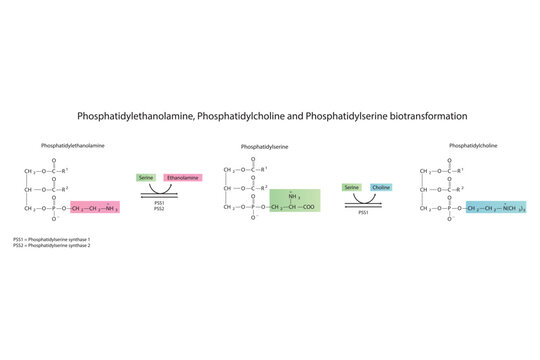 Schematic molecular diagram of Phosphatidylethanolamine, Phosphatidylcholine and Phosphatidylserine biotransformation via PSS1, PSS2  Scientific vector illustration.