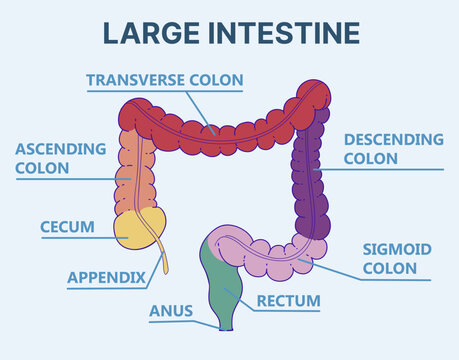 Large intestine. Human anatomy for kids. Healthcare illustration. Vector illustration.