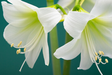 Amaryllis. White amaryllis flower close-up