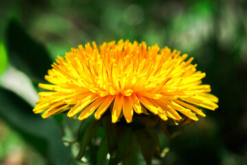 yellow flower of a dandelion