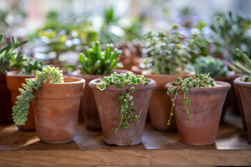 Closeup of sprout Senecio Rowleyanus houseplant in terracotta pots in flower shop. Large selection of potted houseplants designed to add variety to home decor. Plant nursery, indoor gardening.