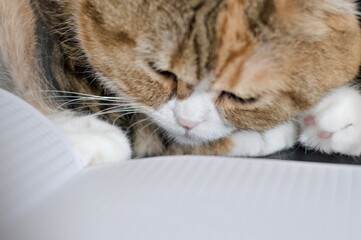 scottish fold cat sleeping on a notebook 