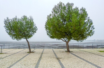 2 trees on Portuguese pavement next to the river at low tide on a foggy day, Barreiro city