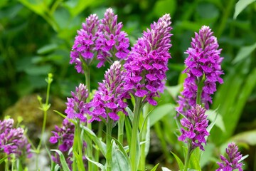 Fototapeta premium Madeiran orchids (dactylorhiza foliosa) in bloom
