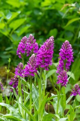 Obraz premium Madeiran orchids (dactylorhiza foliosa) in bloom
