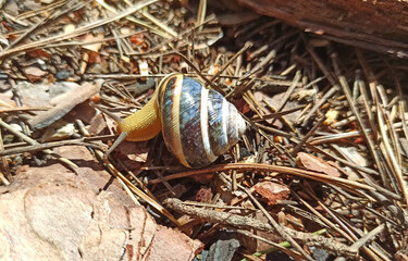 Slug creeping on the ground. Helix lucorum living in the forest