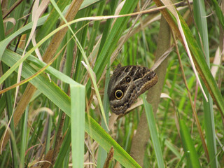 The owl's eye butterfly perched amidst the forest foliage