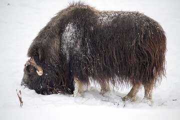 Muskox staying on white snow Cold Winter