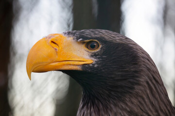 Steller's sea-eagle (Haliaeetus pelagicus)