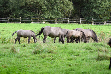 herd of przewalski Tanpan horse in the nature of europe, release programm