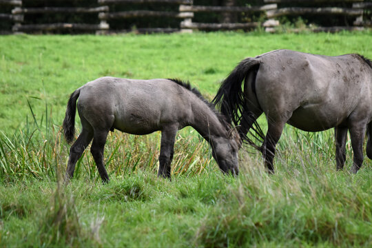 a herd of przewalski horses in the grass