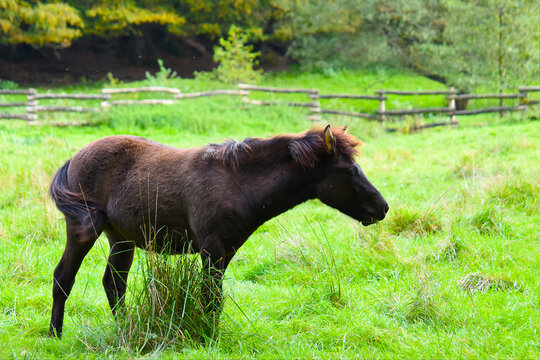 a przewalski horse stallion on the meadow