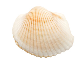 Sea shell isolated on white, top view