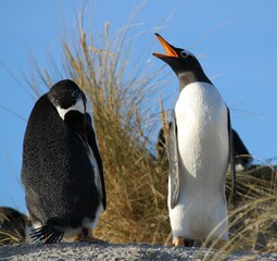 Obraz premium Gentoo penguins
