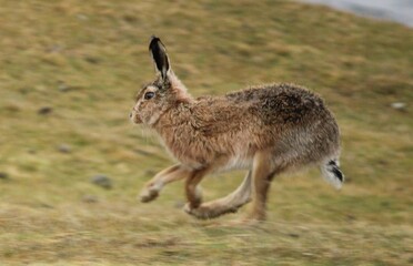 Brown hare running