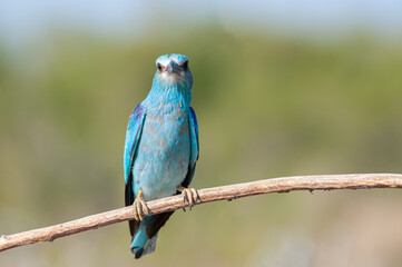 European Roller (Coracias garrulus) standing on a branch.