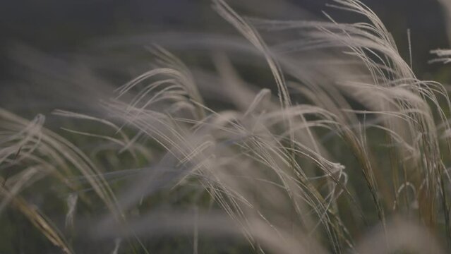 Feather grass - Lat. Stipa, in the spring steppe. Soft dreamy white grass feather swaying in wind with warm summer sun light, summer background. Slow motion 120fps, 10bit, ungraded C-LOG video.
