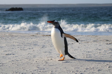 Gentoo penguin on the beach